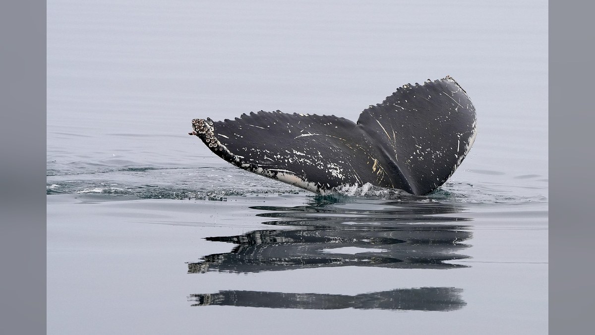 South Africa Witnesses Surge in Humpback Whale 'Supergroups'