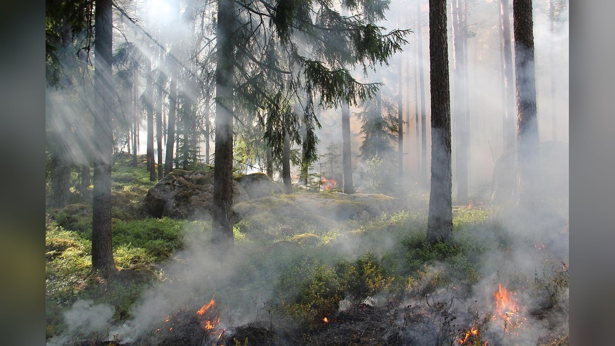 Spain Grapples with Devastating Forest Fires: 73,000 Evacuated, 25,000 Hectares Burned