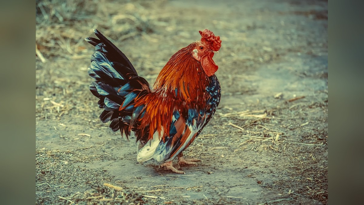 Tunisia heatwave: power cuts kill 200,000 chickens, destroy milk stock