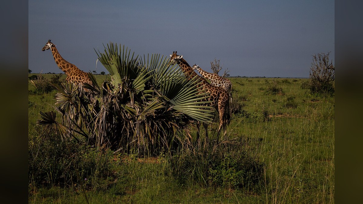 Uganda Relocates 12 Endangered Nubian Giraffes to Safeguard Biodiversity and Boost Tourism